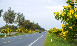 Ngỡ ngàng sắc vàng hoa hoàng yến trên quốc lộ 61C ở miền Tây