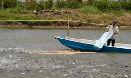 Giá cá tra tăng mạnh