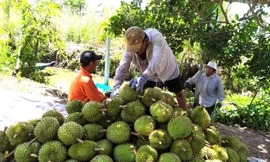 Vì sao doanh nghiệp Việt khó ‘nhập gia tùy tục’ ở thị trường Trung Quốc