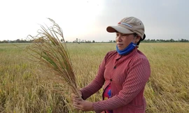 ĐBSCL: Dự báo xâm nhập mặn đến sớm và sâu hơn trung bình nhiều năm