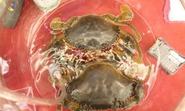 Dự án Nâng tầm cua Việt đạt giải cuộc thi khởi nghiệp ĐBSCL