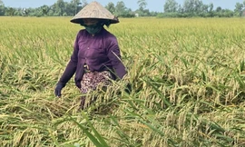 Hơn 2.000 ha lúa, rau màu bị thiệt hại do mưa, giông lốc