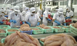 Xuất khẩu thủy sản cán đích 10 tỷ USD, nhưng... 