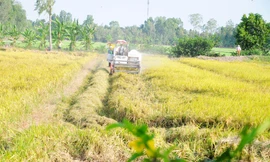 Chính thức phê duyệt đề án 1 triệu ha lúa chất lượng cao