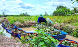 Xót xa nhìn cam rụng đầy vườn do ngập úng