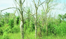 Vườn cây ăn trái chết khô chờ nhà thầu cao tốc bồi thường