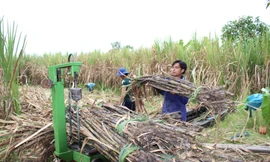 Nhà máy đường 'càng ép nhiều mía càng lỗ lớn'
