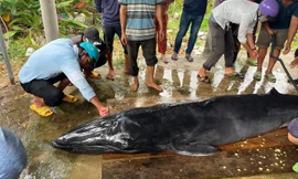 Cá ông nặng 300kg dạt vào bờ biển Trà Vinh