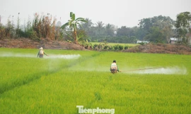 Báo động lạm dụng thuốc hóa học: Chuyên gia kêu gọi giảm hóa chất, tăng sinh học