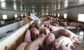 Dịch tả lợn châu Phi lan rộng, Vĩnh Long lập 20 chốt chặn các vùng dịch