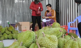 Xuất khẩu nông sản sang Trung Quốc: Vẫn còn mạo danh mã số