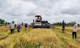 Thu hoạch lúa Thu Đông 2021 ở ĐBSCL.