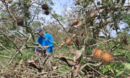 Cây ăn trái chết hàng loạt ở Vĩnh Long, lãnh đạo huyện chỉ đạo khẩn