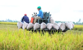 Đề án 1 triệu ha lúa: Cần phải thực sự đi vào đời sống nông dân! 