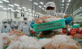 Cá tra Việt sang Mỹ giá 5 USD/kg, cao nhất từ đầu năm đến nay 
