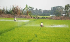 Dùng thuốc bảo vệ thực vật an toàn, hiệu quả để bảo vệ sức khỏe và môi trường