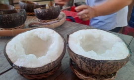 Loại dừa đắt nhất Việt Nam giá bao nhiêu?