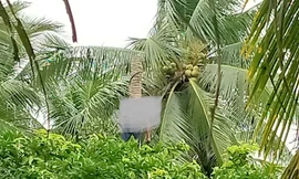 Người đàn ông tử vong treo lơ lửng trên cây dừa