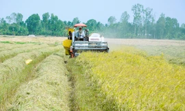 Chuyên gia WB nói về 'lời nguyền' lúa gạo Việt chưa thể vượt qua 