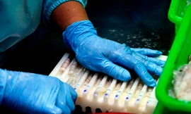 Chế biến tôm xuất khẩu. Ảnh: CK