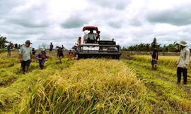 Bảo tàng nông nghiệp 400 tỷ đồng thi tuyển phương án kiến trúc