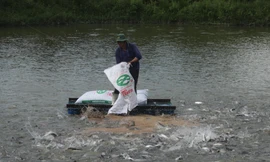 Cá tra là một trong những loại thủy sản còn tồn đọng lớn trong dân. Ảnh: H.P