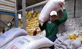 Nông dân gặp khó vì giá lúa giảm, giá phân bón nhảy vọt