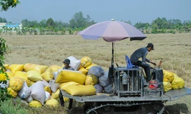 Diễn biến bất ngờ liên quan giá gạo Việt cao kỷ lục