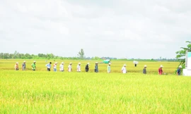 Sắp lập 6 khu nông nghiệp công nghệ cao ở Cần Thơ