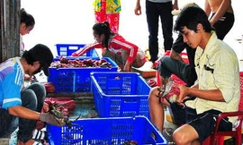 Thương lái Trung Quốc làm gì ở mũi Cà Mau?