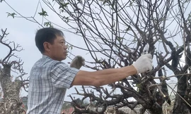 Dân buôn đào quất vừa ăn 'quả đắng' vụ Tết 