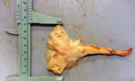 Cá đuối 2 đầu hiếm gặp