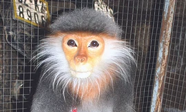 Truy sát linh trưởng: Ăn con sách đỏ, chứng tỏ tay chơi