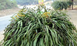 Chậu địa lan giá gần 100 triệu đồng