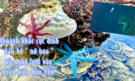 Xem san hô 'nở hoa' và mùa lưới vây đặc sắc ở Việt Nam