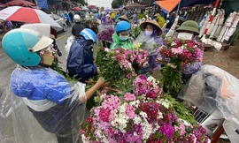 'Thủ phủ' hoa lớn nhất miền bắc tấp nập người mua bán ngày giáp Tết