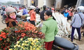 Thủ phủ hoa lớn nhất miền Bắc đông nghịt dân buôn ngày cận Tết