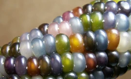 Giống ngô đa dạng màu sắc y hệt đá quý