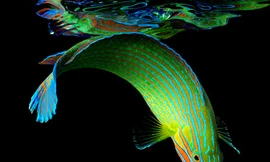 Rực rỡ sắc màu của đại dương