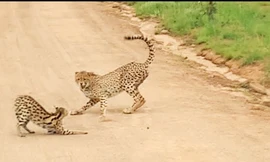 Mèo rừng đụng độ với báo hoa mai và sự xuất hiện của kẻ thứ ba