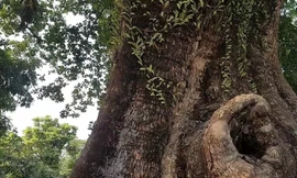 'Cụ thị' sống qua 8 thế kỷ ở Ninh Bình