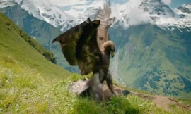 Gia đình sóc đất thoát vuốt đại bàng trong gang tấc