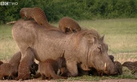 Ngỡ ngàng mối quan hệ độc đáo giữa lợn bướu và cầy mangut 