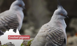 Lông chim bồ câu có thể phát ra tiếng cảnh báo