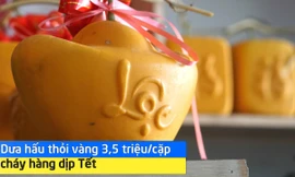 Dưa hấu thỏi vàng 3,5 triệu đồng/cặp cháy hàng dịp Tết