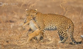 Cuộc chiến sinh tồn: Báo hoa mai phục kích khỉ đầu chó