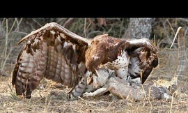 Cơ hội nào cho thằn lằn khi cố thoát khỏi móng vuốt của đại bàng?