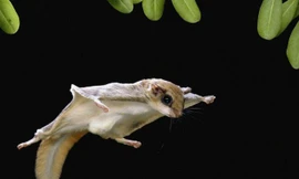 Những điều bạn chưa biết về loài sóc bay?