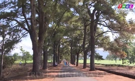 Biển Hồ Chè và hàng thông trăm tuổi - điểm checkin không thể bỏ qua