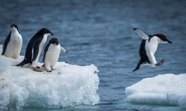 Tại sao bàn chân của chim cánh cụt không bị đóng băng?